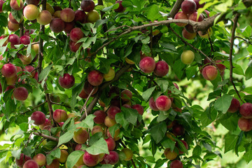 The ripened plums on a branch in a fruit garden. the concept of fertility and abundance