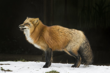 red fox in winter