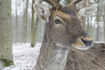 portrait of a fallow deer in winter