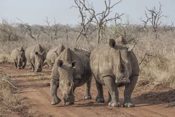Crédence de cuisine en verre imprimé Rhinocéros rhinocéros sur la route