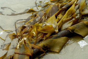 Seaweed