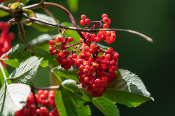 Vogelbeeren