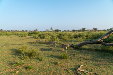 Gepard  (Acinonyx jubatus), Südafrika, Afrika
