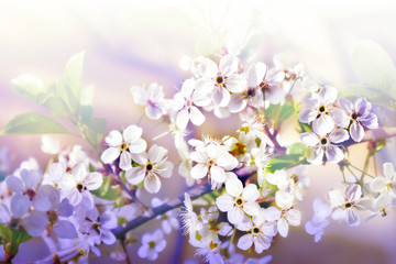 Branch blossom cherry on the white background 