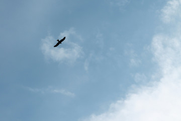 Silhouette of a flying eagle against the blue sky