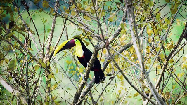 Toucan Yellow Throated Wildlife Beautiful Tropical Bird Jungle Costa Rica 4k