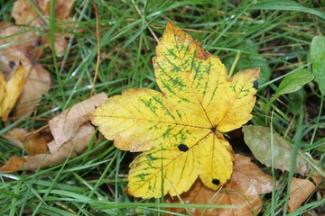Ahornblatt