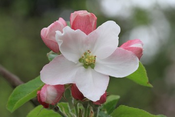 Apfelblüte