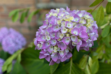 Hydrangea