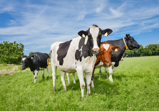 Landwirtschaft - Image, junge, schöne Holstein-Frisian Kühe auf einer Weide