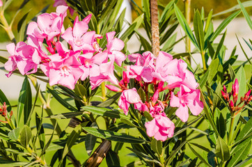 Pink flowers blooming oleander plants 