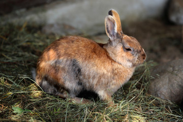 Fototapeta premium Multicolor domestic pygmy rabbit (bunny)