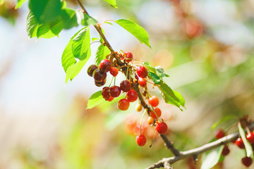 cherry or sweet cherry on the tree