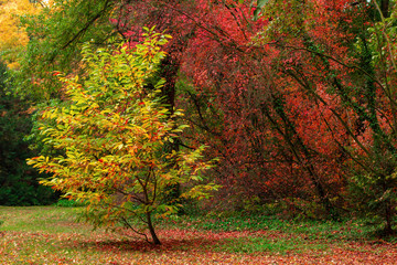 Colorful autumn trees in the park.