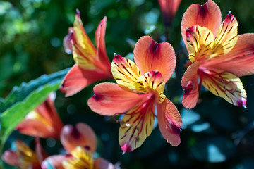 Naklejka premium Alstromeria, 