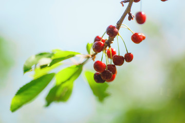 cherry or sweet cherry on the tree