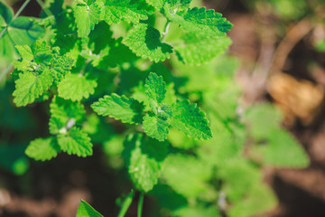 green mint growing in the garden