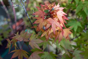 Acer Palmatum: "Moonrise" Close-up in Bright Sunlight