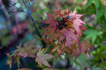 Acer Palmatum Moonrise Closeup