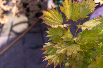 Acer Palmatum: Orange Dream with Left Copy Space