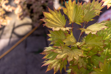 Acer Palmatum: "Orange Dream" with Left Copy Space