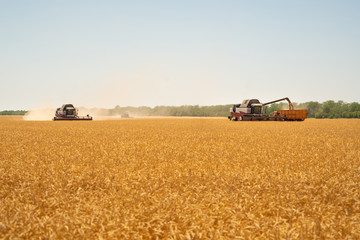 Obraz premium Harvesting of wheat. Combine harvesters at work