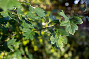 Hawthorn Leaves