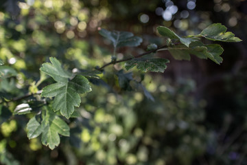 Hawthorn Leaves Closeup