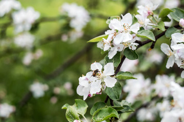 cherry flower blossom spring