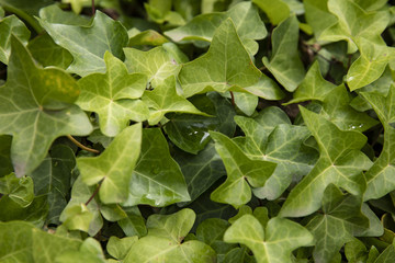 Green leaves