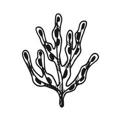 Fototapeta premium seaweed. simple vector sketch isolated black and white