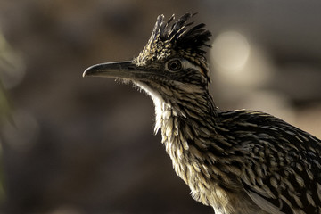Roadrunner