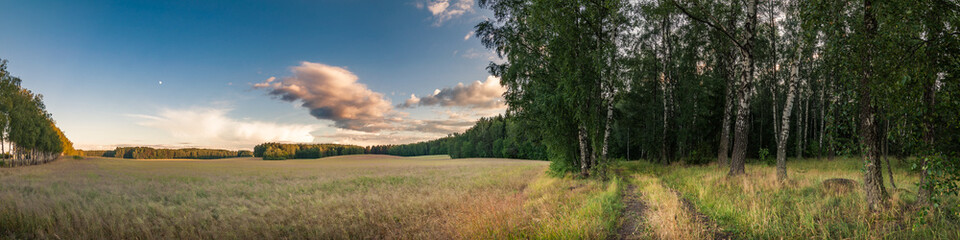 Fototapeta na wymiar summer landscape in the countryside. border between agricultural field and forest