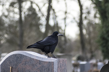 Saatkrähe im Winter