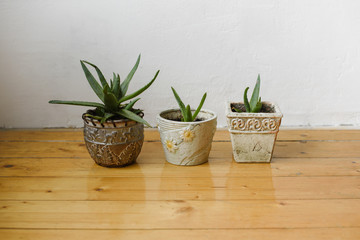 Succulents in different pots on a white background wall and the wooden floor. Home decor.