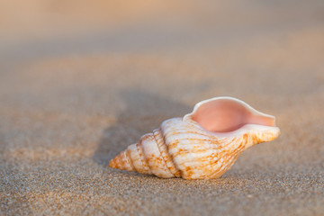 An oblong, spiral sea shell on the beach sand.