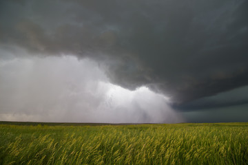 Fototapeta na wymiar Supercell thunderstorm passes by a wheat field, releasing a torrent of rain and wind.