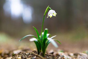 An isolated snowdrop flower in the growing forest