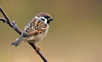 Tree sparrow (Passer montanus) - Powered by Adobe