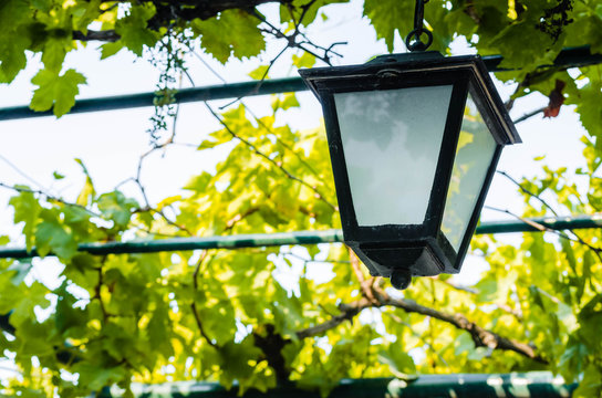 A small lantern under vines 