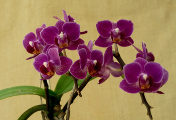 a cluster of happy lavender orchids