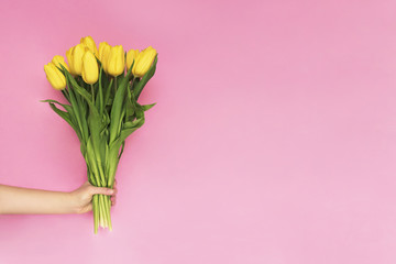 Woman hand holding yellow tulip flowers on pink background. Flat lay, top view. Tulip flower background. Add your text.