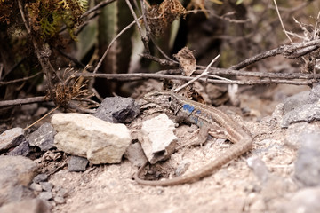 Männliche Kanareneidechse (Gallotia galloti) beim Sonnenbaden im Barranco del Infierno (Teneriffa, Kanarische Inseln, Spanien)