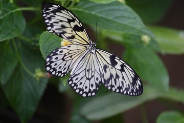 Papillon