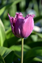Purple tulip bloom, spring flower close-up