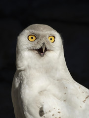 Snowy owl (Bubo scandiacus)