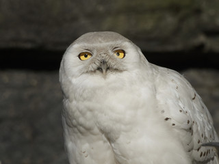 Snowy owl (Bubo scandiacus)