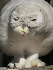 Snowy owl (Bubo scandiacus)