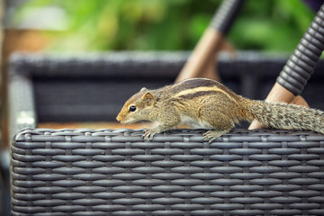 Chipmunk on the territory of the hotel, Sri Lanka