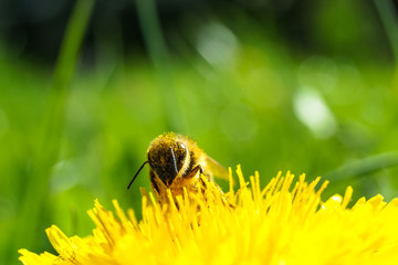A worker bee collecting pollen on a dandelion blossom. 